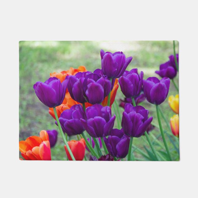 Tapete Tulipas roxas escuras num dia ensolarado no jardim (Frente)