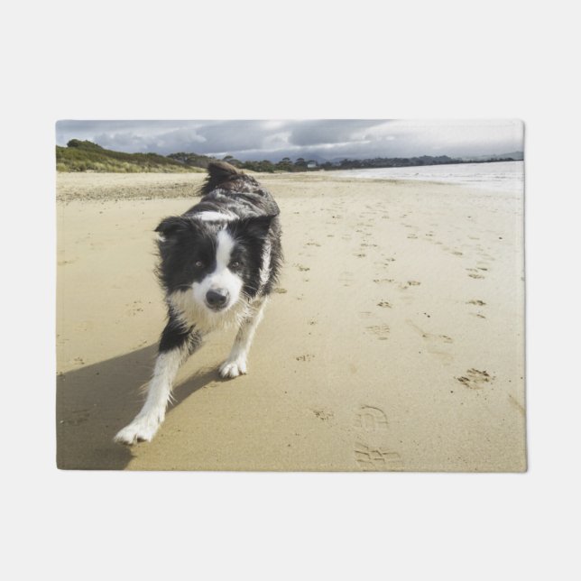 Tapete Um cão de border collie que funciona na praia (Frente)