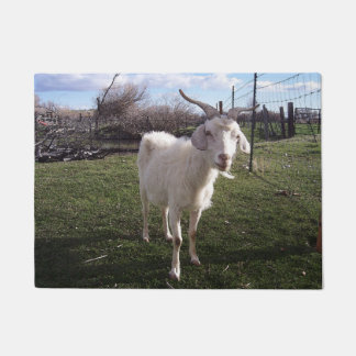 Tapete Um jovem Goat