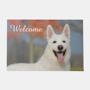Tapete White Swiss Shepherd Dog Cute Foto _ Bem-vindo