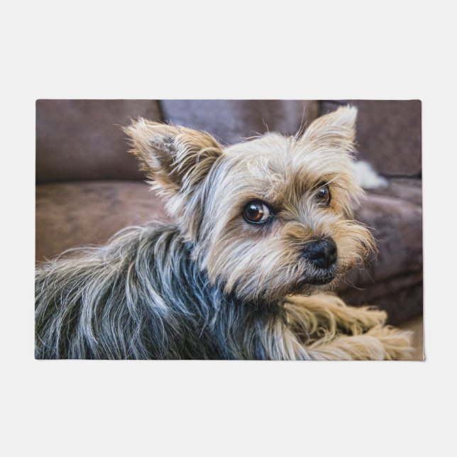 Tapete Yorkshire Terrier (Frente)