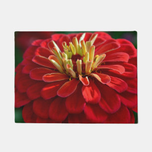 Tapete Zinnia vermelha