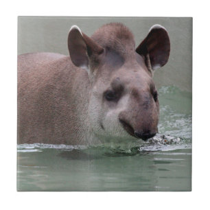 Tapir_2015_0101