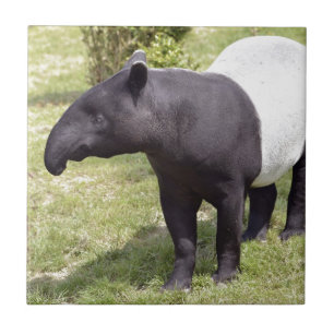 Tapir Malayan na grama