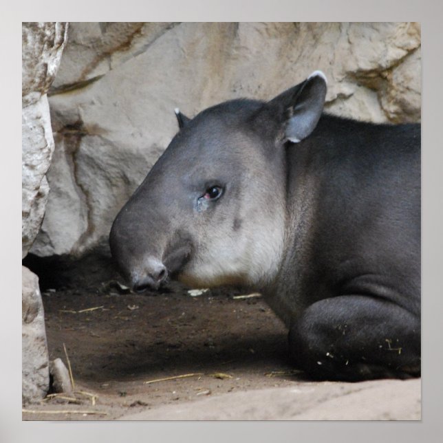 Tapir Poster (Frente)