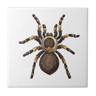 Tarantula