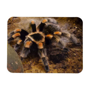 Tarantula 3"" ímã x4