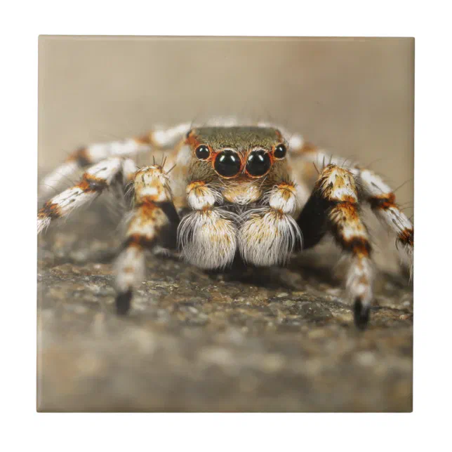 Tarantula Jumping Bird Spider Acessórios incríveis | Zazzle Brasil