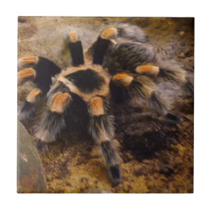 Tarantula Pequeno (4,25" x 4,25") Azulejo fotográ