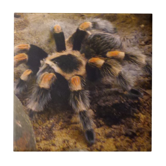 Tarantula Pequeno (4,25" x 4,25") Azulejo fotográf (Frente)