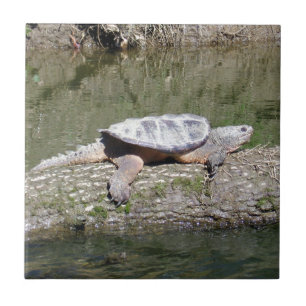 Tartaruga-aligator