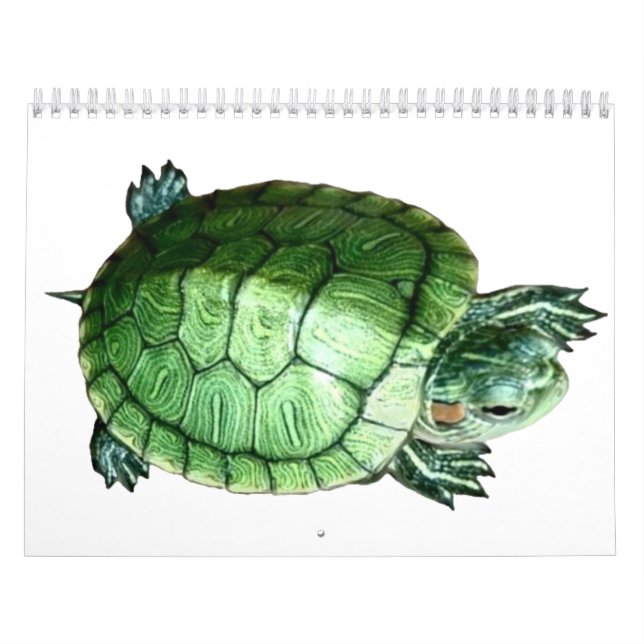 Tartaruga de Calendário (Capa)