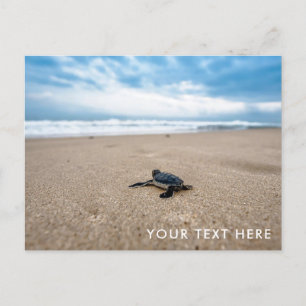 Tartaruga do Mar Bebê no Cartão Postal da Praia