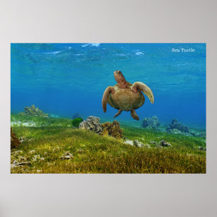 Tartaruga do mar poster