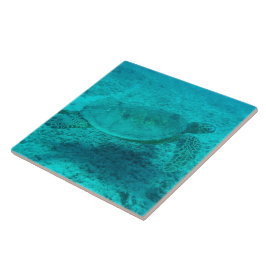 Tartaruga do Mar Verde Havaiana