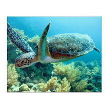 Tartaruga do Mar Verde Natação o Mar Vermelho