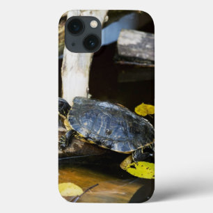 Tartaruga do slider da lagoa no selvagem
