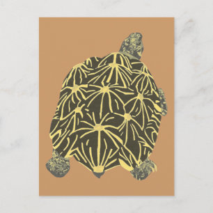 Tartaruga-estrela preta e amarela, cartões postai