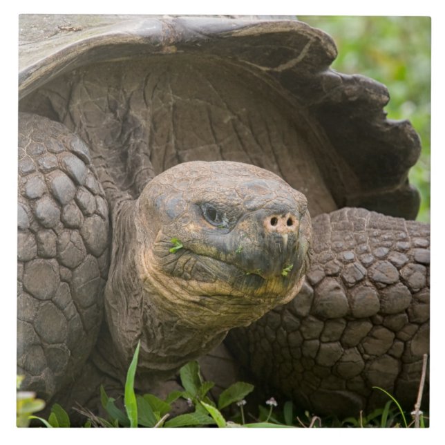 Tartaruga gigante (Frente)