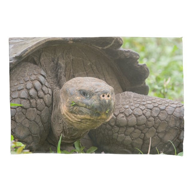 Tartaruga gigante (Frente)