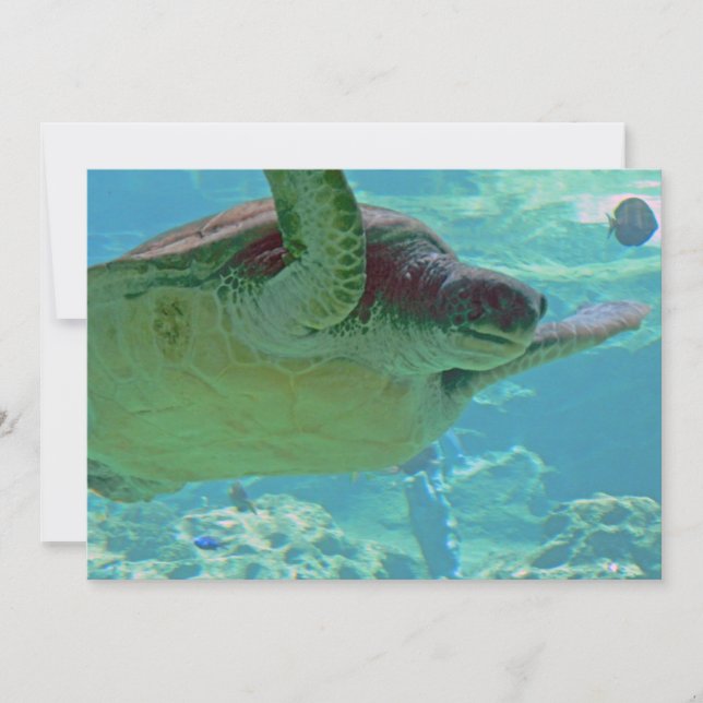 Tartaruga marinha (Frente)