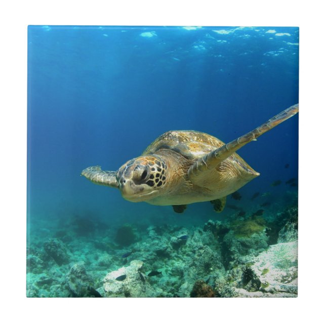 Tartaruga marinha debaixo d'água (Frente)