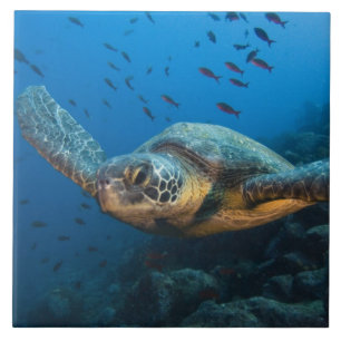 Tartaruga Negra (Chelonia agassizi)