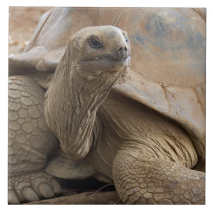 Tartaruga terrestre de Aldabra das Seychelles