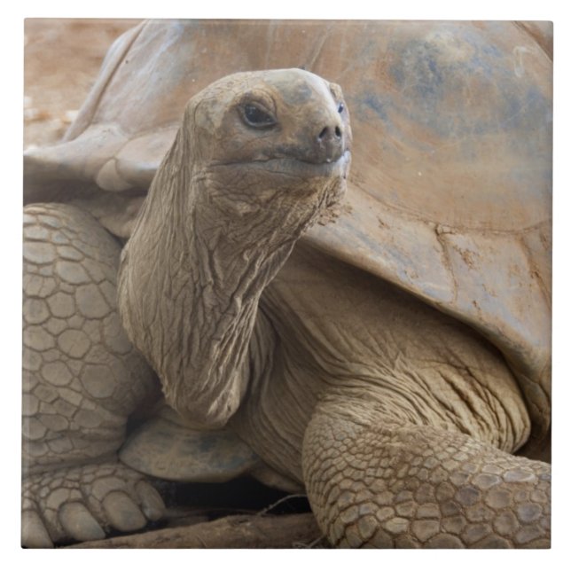 Tartaruga terrestre de Aldabra das Seychelles (Frente)