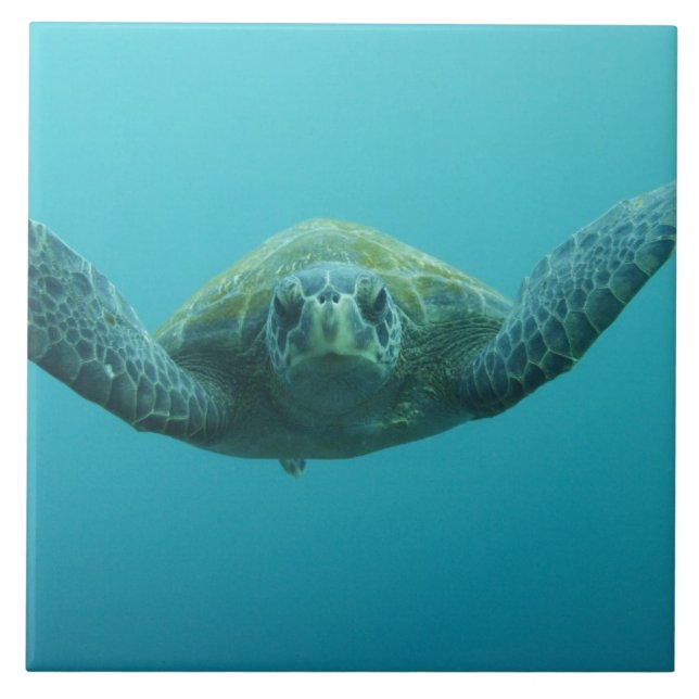 Tartaruga Verde (Chelonia mydas agassisi), Central (Frente)