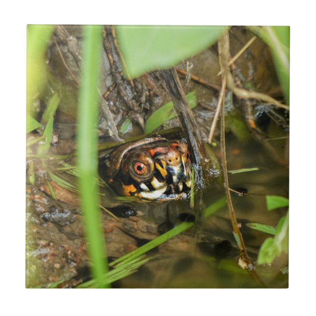 Tartarugas e girinos (Frente)