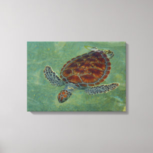 Tartarugas em canvas
