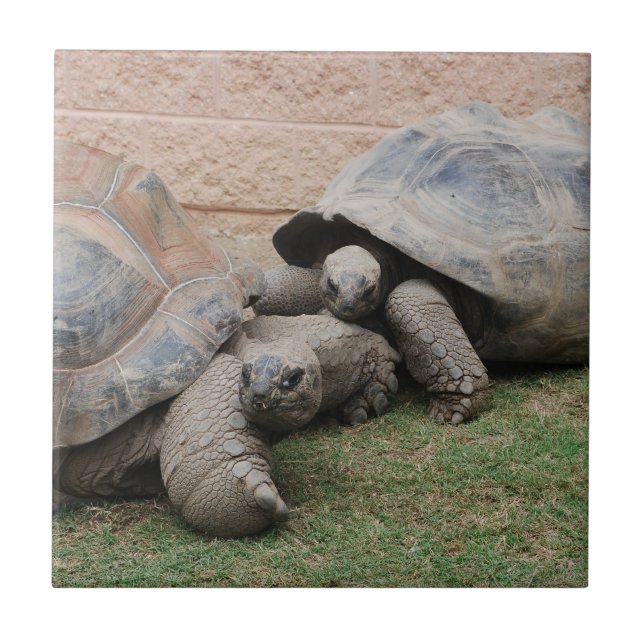 tartarugas gigantes (Frente)