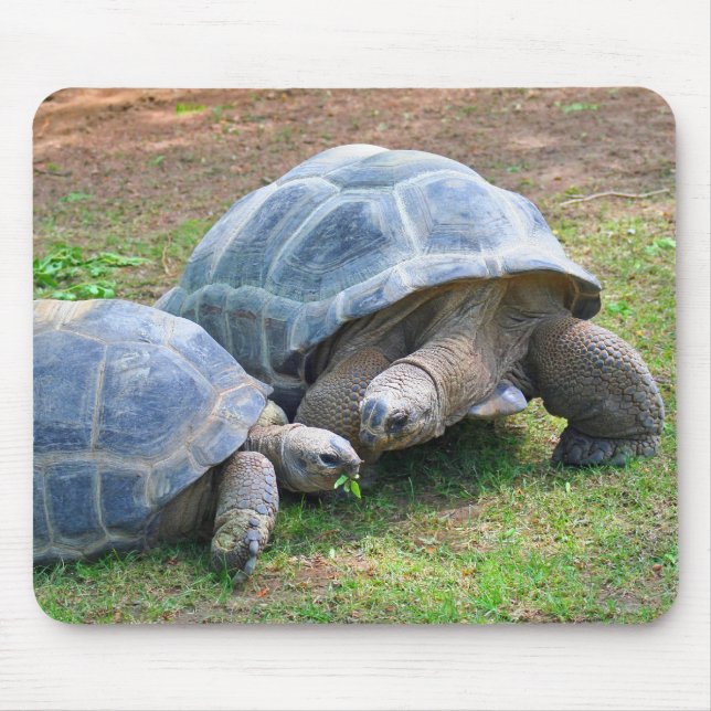 Tartarugas Mousepad de Aldabra (Frente)