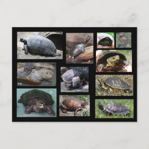Tartarugas, Terrapins e Tortas do Cartão Postal SC