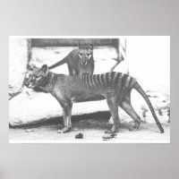 Tasmanian Tiger Poster ,Canvas