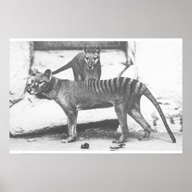 Tasmanian Tiger Poster ,Canvas (Frente)