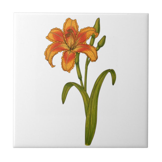 Tawny Daylily (Frente)