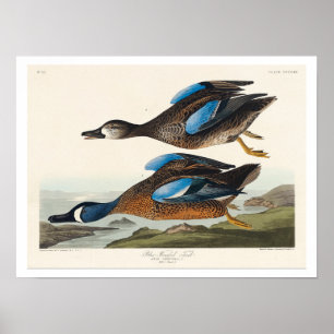 Teal de asa azul por Poster de Audubon