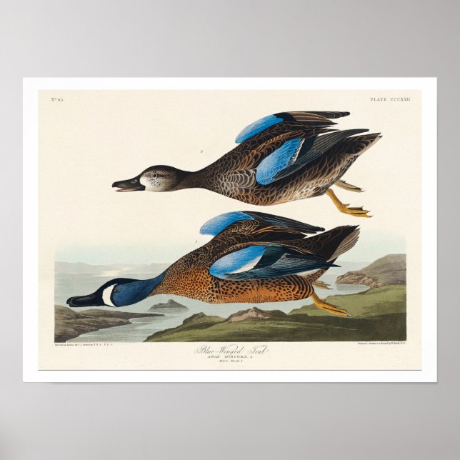 Teal de asa azul por Poster de Audubon (Frente)
