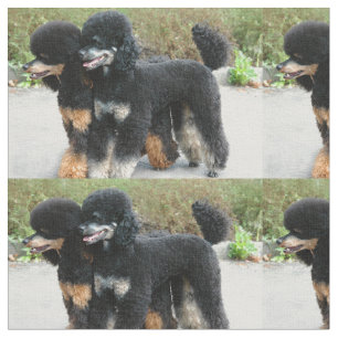 Tecido 2 caniches completas