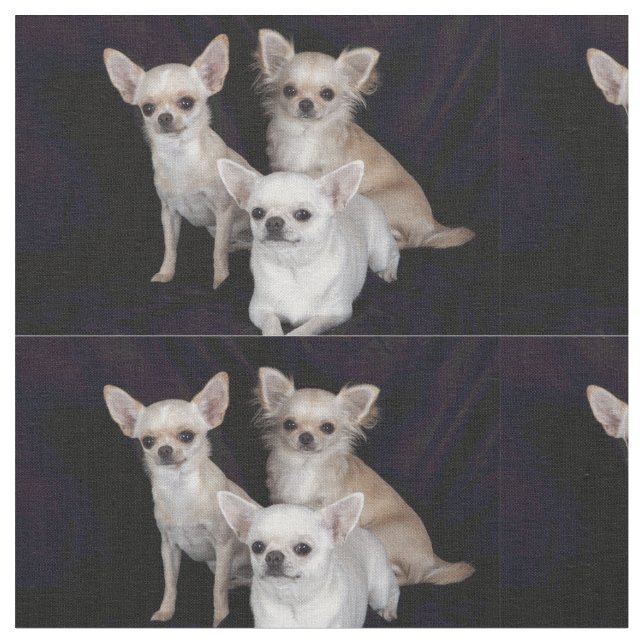 Tecido 3 chihuahuas (Detalhe)