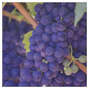 Tecido A vinha temático, uvas roxas cresce em uma