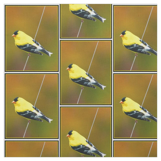Tecido American Goldfinch - Fotografia original (Modelo)