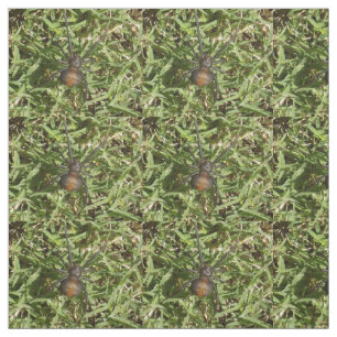 Tecido Aranha Redback Na Grama Verde,