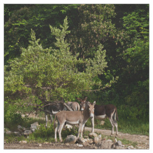 Tecido Asnos sob a árvore