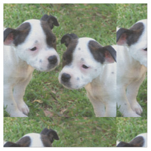 Tecido Black And White Staffordshire Bull Terrier Puppies