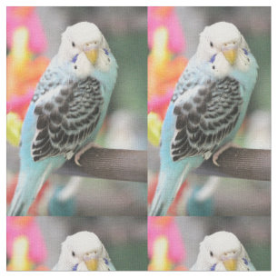 Tecido Budgie