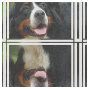 Tecido Cão de montanha de Bernese do bebê