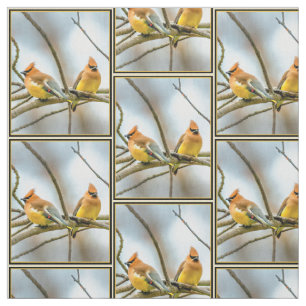 Tecido Cedar Waxwing - Foto Original